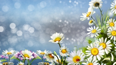 Φυλλοκάρδι