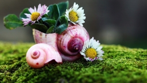 Καρμική  ευλογία