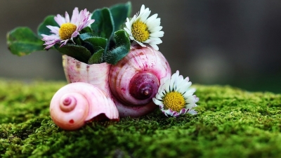 Καρμική  ευλογία