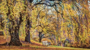 https://www.icanvas.com/canvas-print/willow-bench-dvg287#1PC6-40x26-FF01