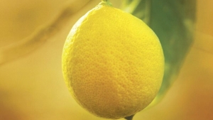 Άρωμα Λεμόνι - Αντιγόνη Πόμμερ