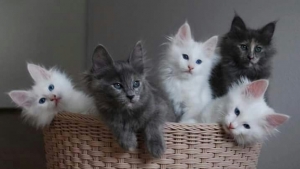 Ο μικρός γατούλης