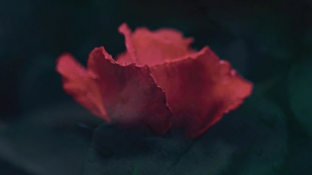 &Tau;&omicron; &tau;&rho;&iota;&alpha;&nu;&tau;ά&phi;&upsilon;&lambda;&lambda;&omicron; &tau;&eta;&sigmaf; ά&rho;&nu;&eta;&sigma;&eta;&sigmaf; - &Delta;&iota;&omicron;&nu;&upsilon;&sigma;ί&alpha; &Nu;έ&delta;&alpha;