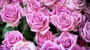 Το κυνήγι της ευτυχίας